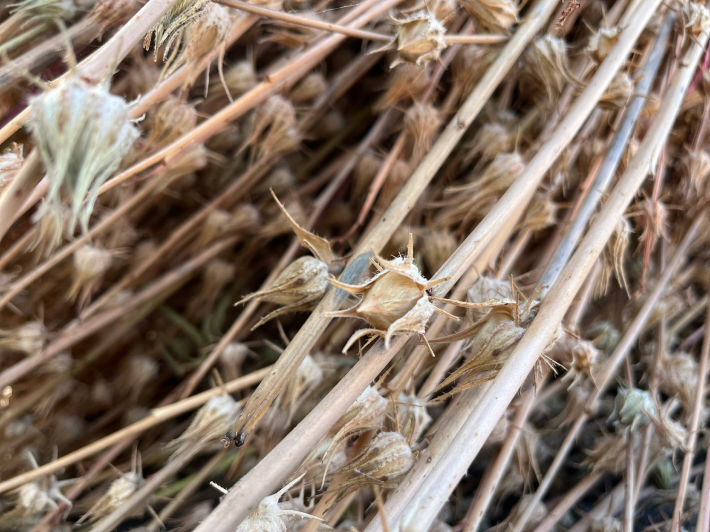 Kenaf fiber texture