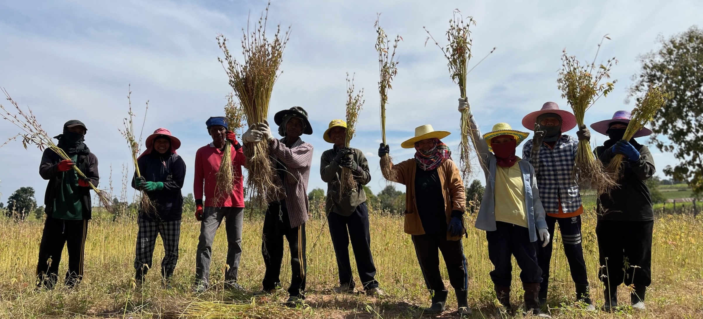 Thai farming community with kenaf harvest